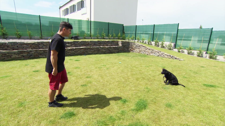 Psovi musíme dať jasne najavo, že nesmie cikať na trávniku